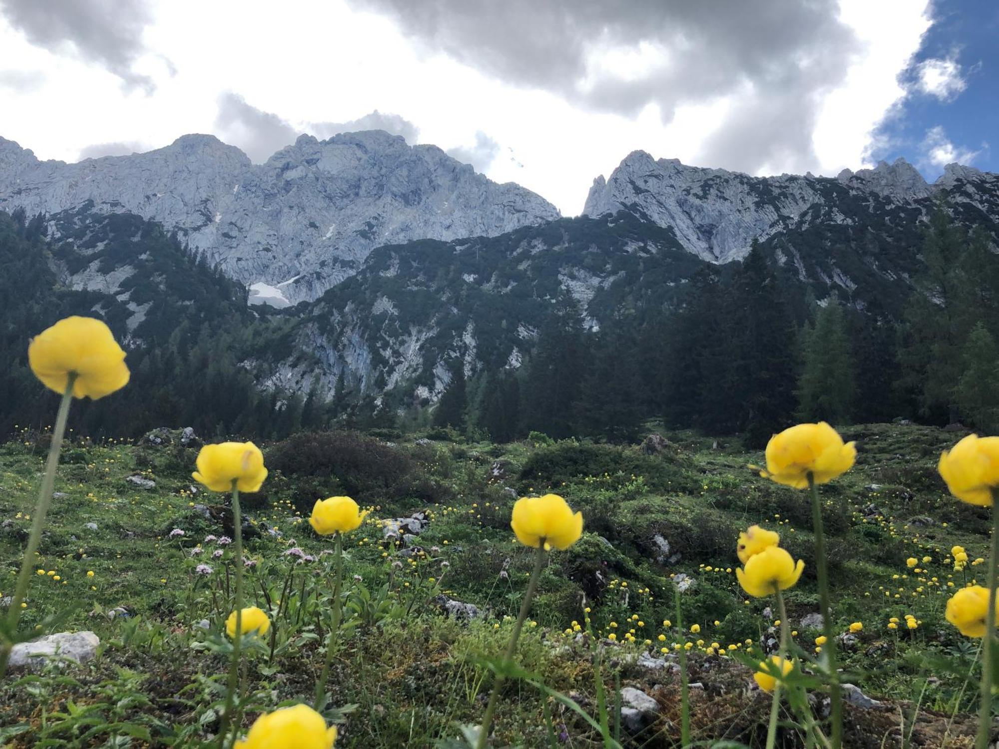 Otto Steiner Appartements Pension Ellmau & Wilder Kaiser Dış mekan fotoğraf